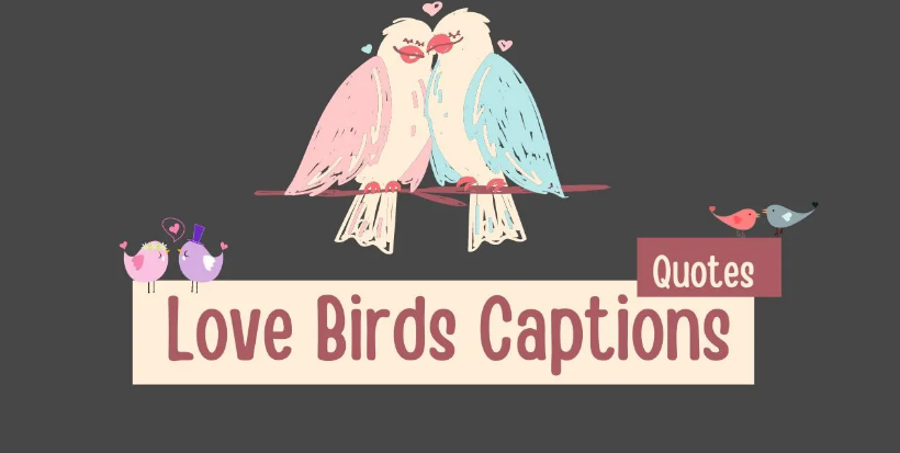 Love Birds Quotes